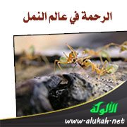 الرحمة في عالم النمل