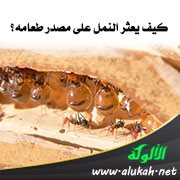 كيف يعثر النمل على مصدر طعامه؟