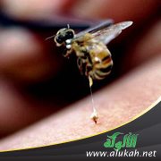 سم النحل شفاء ودواء